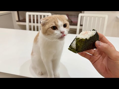 おにぎり食べてると一口だけ貰いに来る猫が可愛すぎました笑(YouTube)