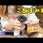 保護した子猫の成長物語。ミルクから離乳へ。(YouTube)