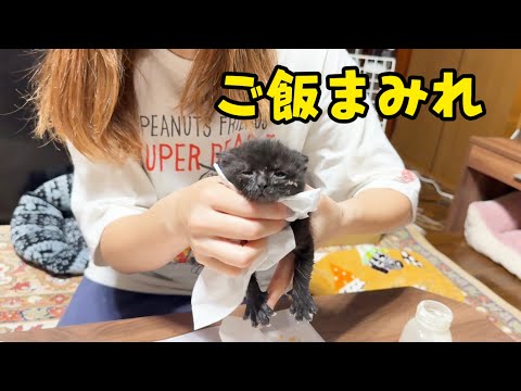 保護した子猫の成長物語。ミルクから離乳へ。(YouTube)
