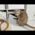 入れないところに上手に入る猫とそれが気になる猫(YouTube)