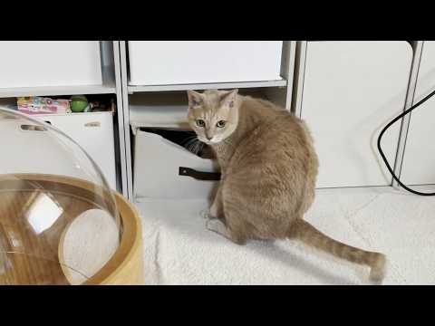 入れないところに上手に入る猫とそれが気になる猫(YouTube)