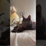 舌が出ちゃったハムちゃんが可愛い…！！ #shorts(YouTube)
