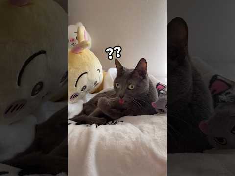 舌が出ちゃったハムちゃんが可愛い…！！ #shorts(YouTube)