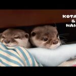カワウソの散らかり部屋を爽やかに変身させてみた！　Otters Put New Sleeping Spot to the Ultimate Coziness Test(YouTube)