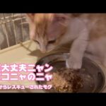 お腹大丈夫ニャリ 腹ペコにゃのにゃ食べるニャリ  泥の中からレスキューされたモグ   2025 07 06 1(YouTube)