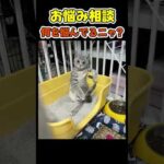 飼い主の悩みを聞いてくれる猫😂 【相談ネコ】#猫(YouTube)