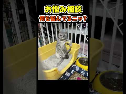 飼い主の悩みを聞いてくれる猫😂 【相談ネコ】#猫(YouTube)