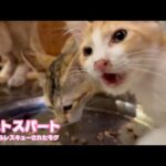 ラストスパート  泥の中からレスキューされたモグ   2025 07 21 1(YouTube)