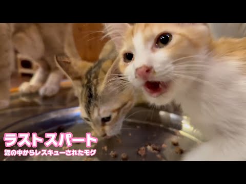 ラストスパート  泥の中からレスキューされたモグ   2025 07 21 1(YouTube)