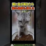 一瞬で品格が消えた猫😂【元お上品猫】 #猫 #cat(YouTube)