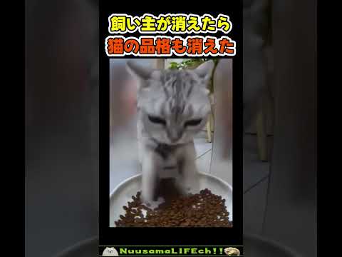一瞬で品格が消えた猫😂【元お上品猫】 #猫 #cat(YouTube)
