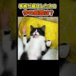 手術を耐えた勇者の生還😂 【ネコ猫】#猫(YouTube)