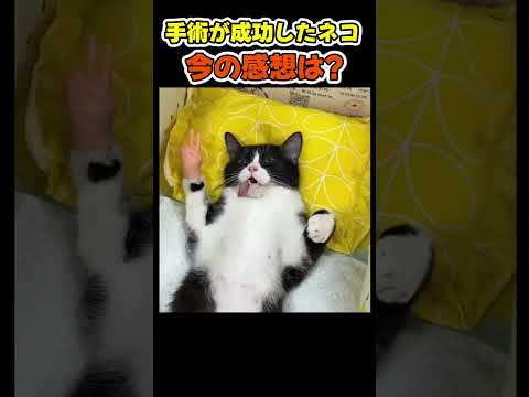 手術を耐えた勇者の生還😂 【ネコ猫】#猫(YouTube)