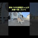 鈴をつけた美猫ちゃんがお家へ帰っていく #三毛猫 #ねこ #cat(YouTube)