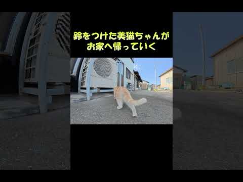 鈴をつけた美猫ちゃんがお家へ帰っていく #三毛猫 #ねこ #cat(YouTube)