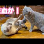 流血事件か！  抗争の行方は如何に・・・   2025 07 12 2(YouTube)