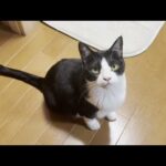 撫でてもらえるまで熱い視線を送り続ける猫(YouTube)