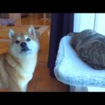 柴犬が猫の悪戯現場に立ち会うと‥様子がおかしくなりました。。(YouTube)