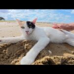 ビーチを独り占めしてバカンスを楽しむ三毛猫ちゃん(YouTube)