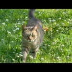 子猫がいなくなってまた元通り・・とその後の二匹(YouTube)