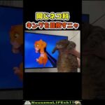 同じネコ科だからキング目指すニャ😂【猫】 #猫 #cat(YouTube)