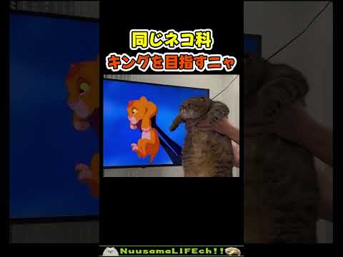 同じネコ科だからキング目指すニャ😂【猫】 #猫 #cat(YouTube)