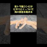 茶トラ猫コンビがピタリとくっついて海の景色を眺める #猫 #ねこ #cat(YouTube)