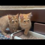 先住猫の上下関係を舐めてる子猫(YouTube)
