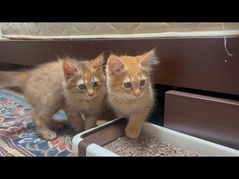 先住猫の上下関係を舐めてる子猫(YouTube)