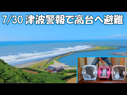 【7/30緊急避難】本日津波警報が発表されたので猫達4匹を連れて高台へ避難しました！ネコ吉、ボス吉、あずき、さくらは命に代えてもパパが守る‼(YouTube)