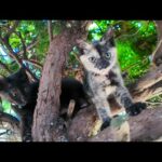 猫島の港前の猫スポットの子猫たちは木登りが得意(YouTube)