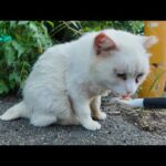 警戒心強めな白猫地帯の猫達にちゅーるを差し入れしてきた(YouTube)