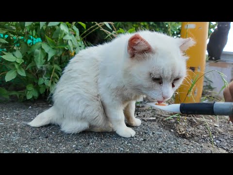 警戒心強めな白猫地帯の猫達にちゅーるを差し入れしてきた(YouTube)