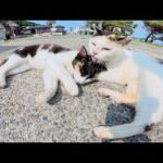 三毛猫親子が人間に甘える順番を争って喧嘩をする(YouTube)