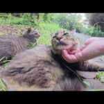 神社の裏口で晩ごはんを待つ猫トリオをモフる(YouTube)