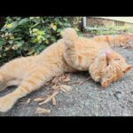 耳が折れた茶トラ猫をモフるとコテンと裏返しになった(YouTube)
