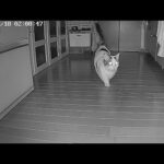 オヤツの在りかをスゴイ頻度で確認しにやって来る豆大福(YouTube)