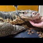 オオトカゲとアオジタに餌あげ！(YouTube)