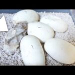 腐った卵と育った卵はどうなるのか(YouTube)