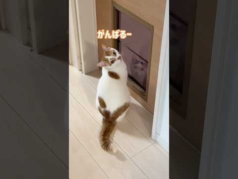 初めてキャットドアに挑戦するトロた！ #shorts(YouTube)
