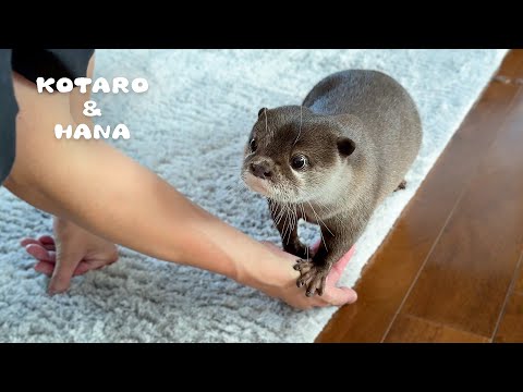 数日ぶりに帰宅したらカワウソ達がまさかの行動に　Otters Run for Their Lives and Hide When Owner Comes Home!(YouTube)