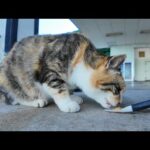 漁港の猫達にちゅーるを差し入れしてきた(YouTube)
