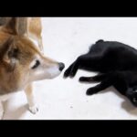 忙しすぎる黒猫君が忙しくなくなるとこうなります…笑(YouTube)