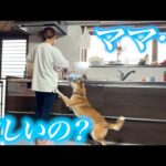 忙しいあいるんに労いのプレゼント(YouTube)