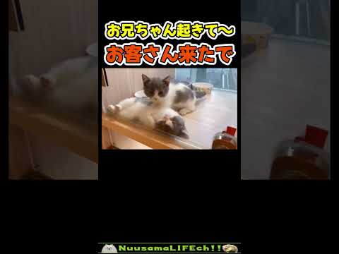 お兄ちゃんお客さん来たから起きて！😂 【爆睡子猫】#猫 #cat(YouTube)