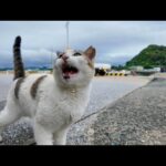 漁船の帰還待ちだったよく喋る猫ちゃん、今日も元気に挨拶してきた(YouTube)