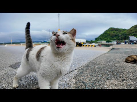漁船の帰還待ちだったよく喋る猫ちゃん、今日も元気に挨拶してきた(YouTube)