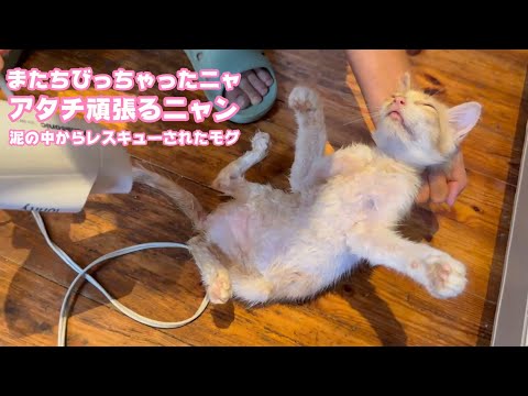 またPになっちゃいました  モグは頑張ってるんですが・・・  泥の中からレスキューされたモグ   2025 07 29 2(YouTube)