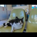 猫島のフェリー待合室が猫たちのくつろぎスポットだった件(YouTube)