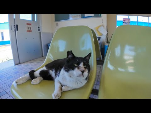 猫島のフェリー待合室が猫たちのくつろぎスポットだった件(YouTube)